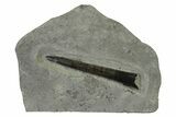 Fossil Belemnite (Acrocoelites) Rostrum - Germany #335217-1